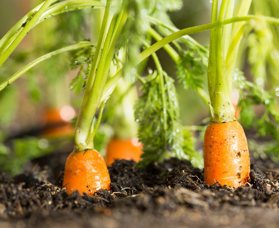 Mulch and carrot crop protection